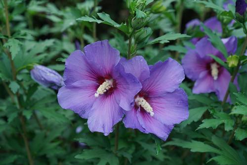 Paraplu® Violet Rose of Sharon Hibiscus Paraplu® Violet PPAF from Pender Nursery