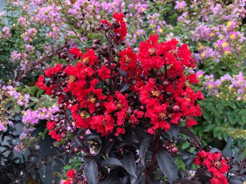 Center Stage™ Red Crapemyrtle Lagerstroemia Center Stage™ Red PP#32515 from Pender Nursery