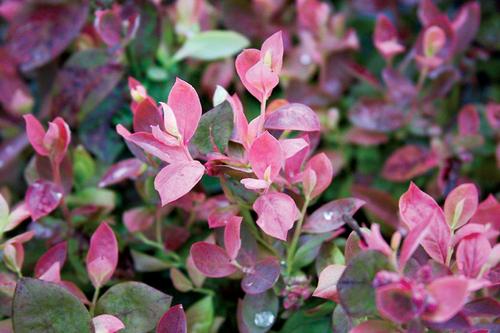 Pink Icing® Blueberry Vaccinium Pink Icing® PP#23336 from Pender Nursery