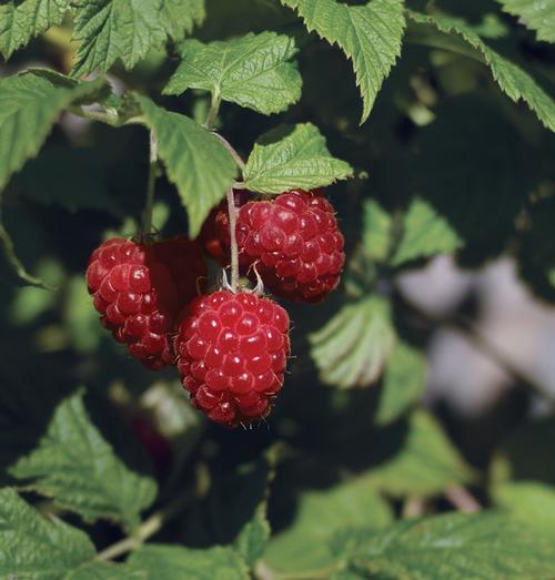 Raspberry Shortcake® Raspberry Rubus Raspberry Shortcake® PP#22141 from Pender Nursery