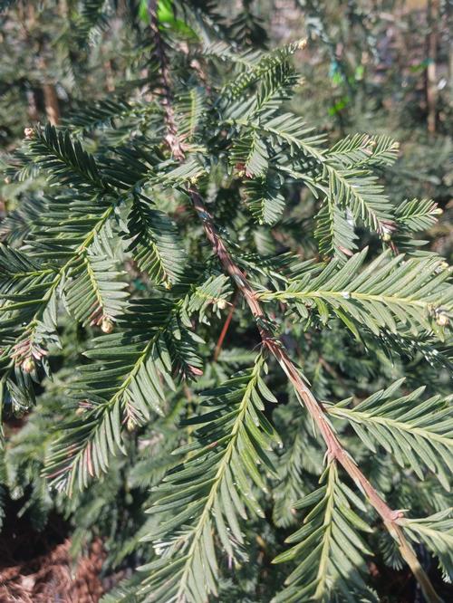 Inman's Select Coastal Redwood Sequoia sempervirens 'Inman's Select' from Pender Nursery