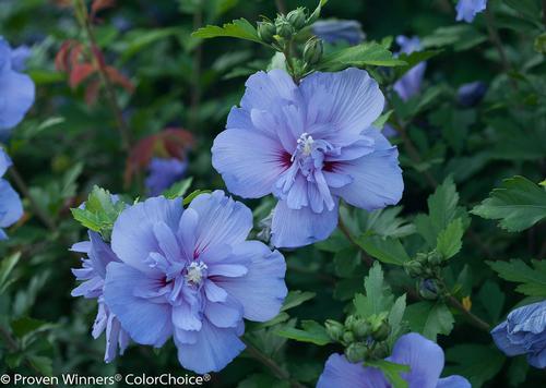 Blue Chiffon® Rose of Sharon Hibiscus syriacus Blue Chiffon® PP#26983 from Pender Nursery
