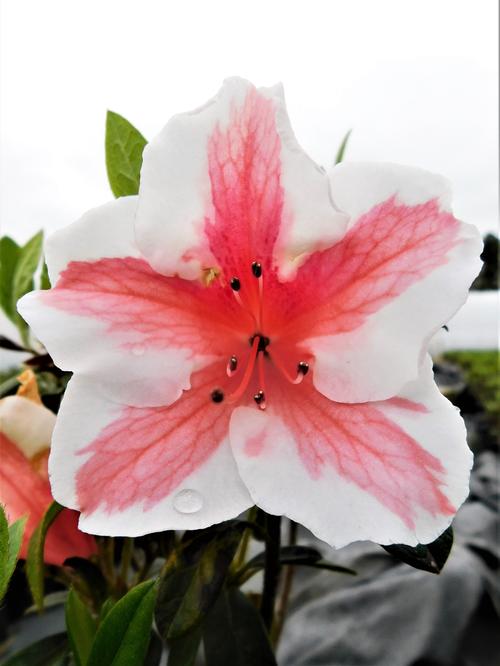 Autumn Starburst™ Encore Azalea® Rhododendron Autumn Starburst™ PPIP from Pender Nursery