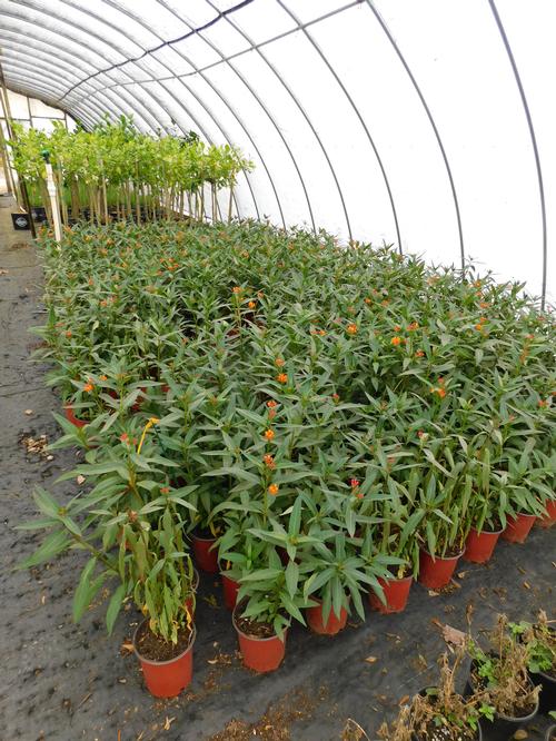 Red Butterfly Tropical Milkweed Asclepias curassavica Red Butterfly from Pender Nursery