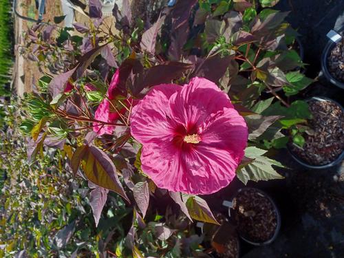 Head Over Heels® Passion Hibiscus Hibiscus moscheutos Passion PP#30853 from Pender Nursery
