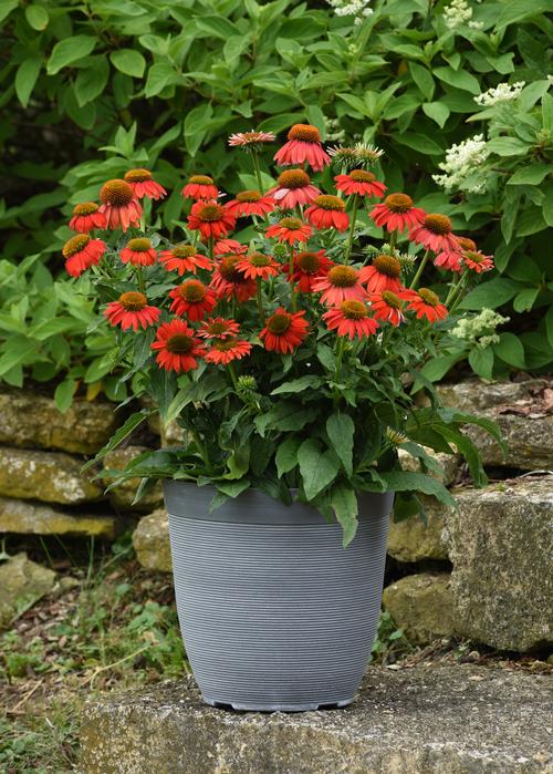 Artisan™ Red Ombre Coneflower Echinacea Artisan™ Red Ombre PPAF from Pender Nursery
