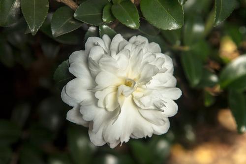 October Magic® Ivory™ Camellia Camellia sasanqua Ivory™ PP#24887 from Pender Nursery