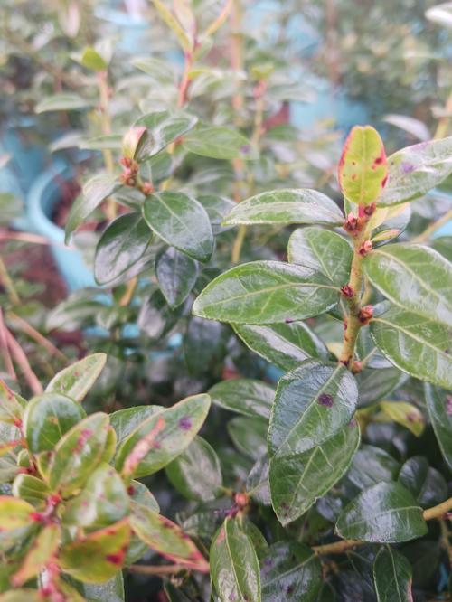 BerryBux® Blueberry Vaccinium BerryBux® PP#25467 from Pender Nursery