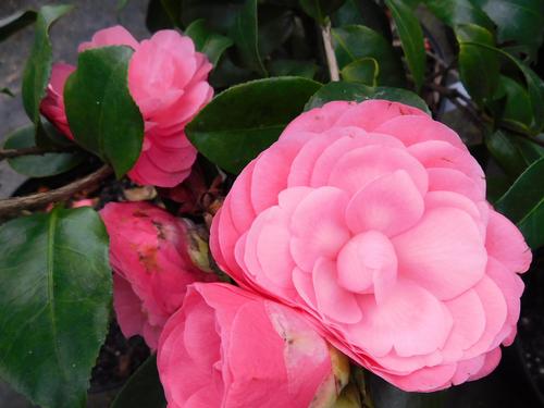 Early Autumn Spring Blooming Camellia Camellia japonica Early Autumn from Pender Nursery
