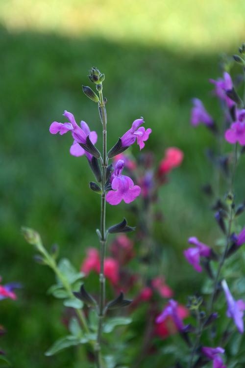 Arctic Blaze® Purple Salvia Salvia Arctic Blaze® Purple PP#28717 from Pender Nursery