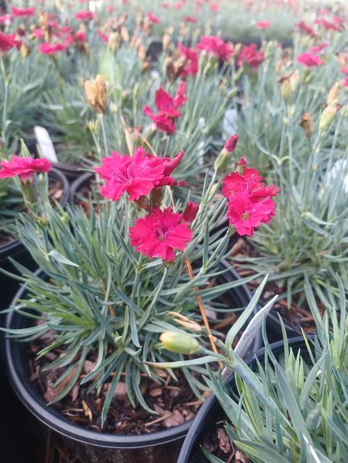 Mountain Frost™ Red Carpet Dianthus Dianthus Mountain Frost™ Red Garnet PP#32362 from Pender Nursery