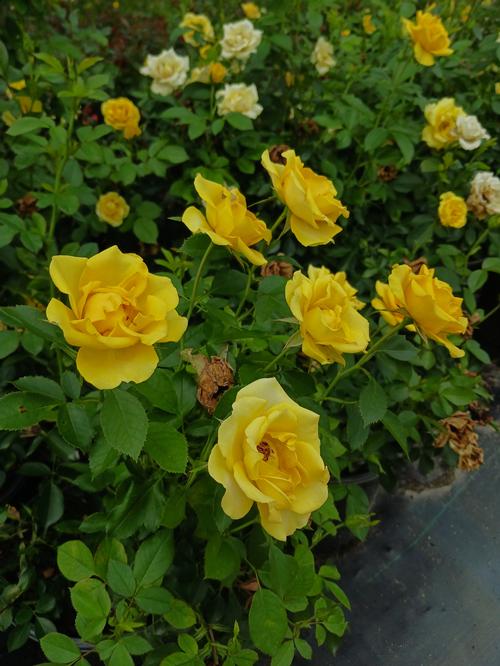 Gilded Sun® Rose Rosa Gilded Sun® PP#27894 from Pender Nursery