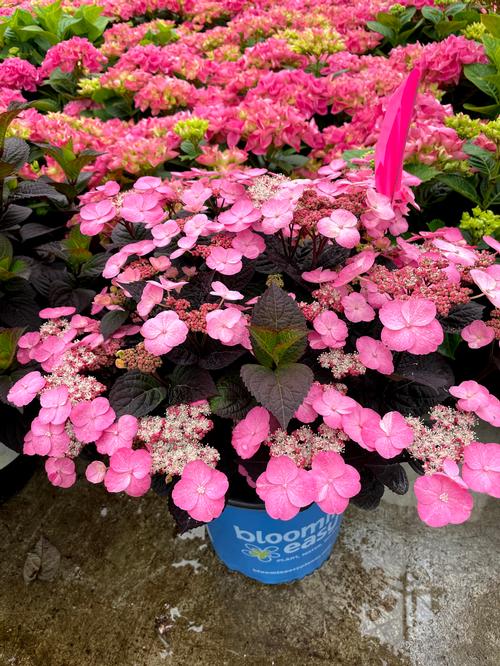 Pink Dynamo™ Mountain Hydrangea Hydrangea serrata Pink Dynamo™ PP#33412 from Pender Nursery