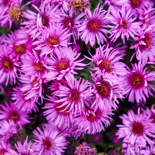 Pink Crush New England Aster Aster novae-angliae 'Pink Crush' PP#33628 from Pender Nursery