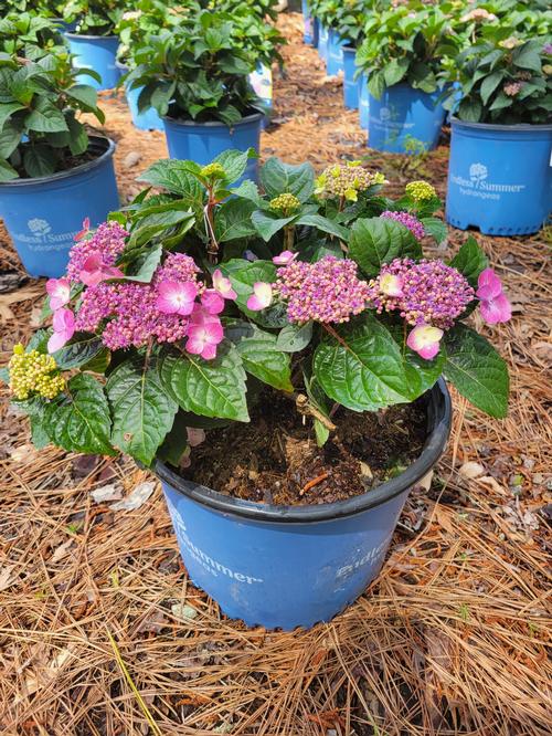 Pop Star™ Bigleaf Hydrangea Hydrangea macrophylla Pop Star™ PP#33703 from Pender Nursery